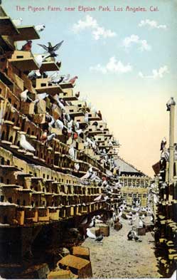 pigeon farm