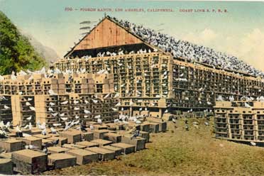 pigeon farm