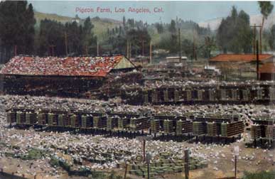 pigeon farm
