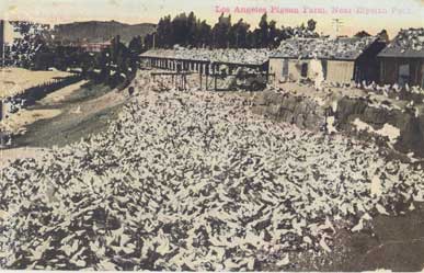 pigeon farm