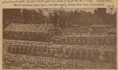 pigeon farm
