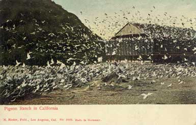 pigeon farm