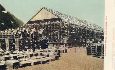 pigeon farm