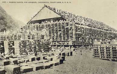 pigeon farm