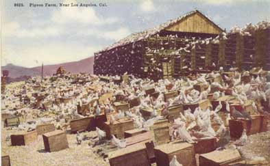 pigeon farm