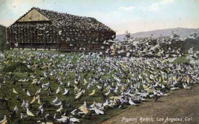 pigeon farm