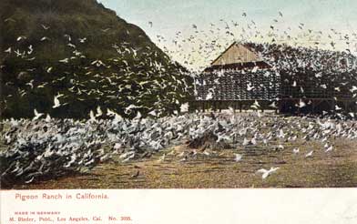 pigeon farm