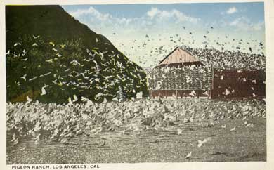 pigeon farm
