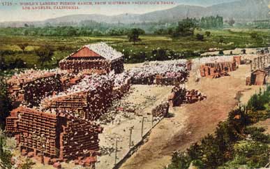 pigeon farm