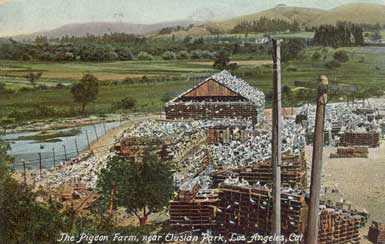 pigeon farm